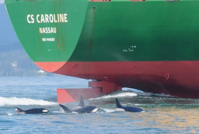 orca boat noise