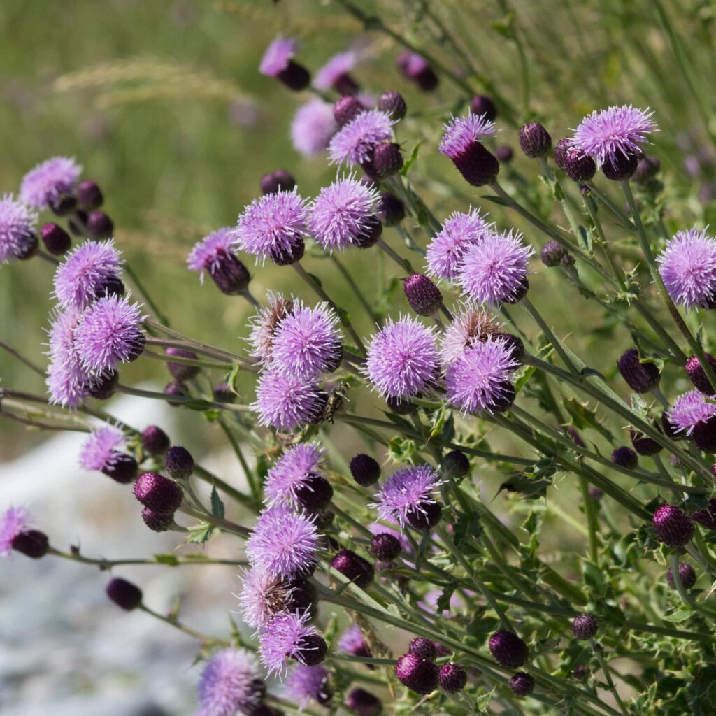 san-juan-islands-things-to-do-pelindaba-lavender-farm | Sea Quest Kayak Tours Close-up of blooming purple thistle flowers with green stems and leaves in a natural outdoor setting.