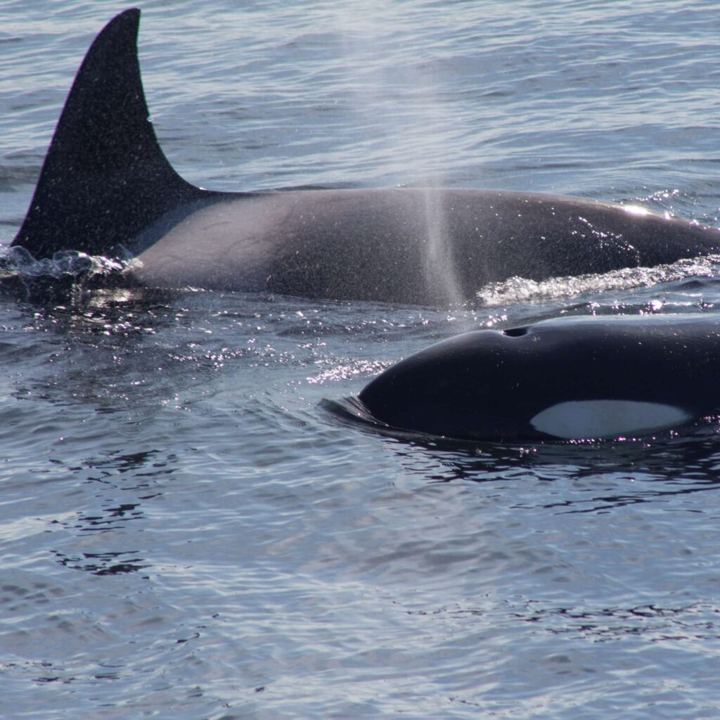 things-to-do-in-friday-harbor-the-whale-museum | Sea Quest Kayak Tours Close-up of two orcas swimming in the ocean, with one orca spouting water from its blowhole and the other partially submerged, showing its distinctive black and white markings.
