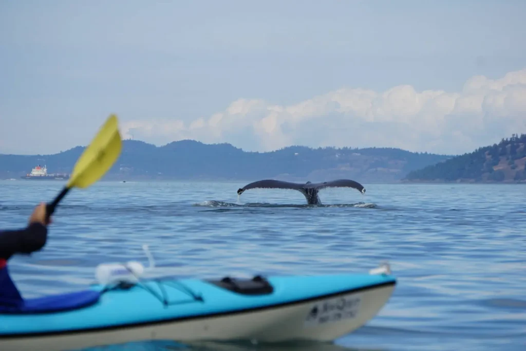 Kayaker paddling on calm water with a whale tail emerging in the distance surrounded by a backdrop of hills and a cloudy sky with a ship visible near the horizon