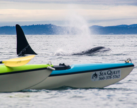 Two kayaks in the foreground with a spouting orca in the background, visible in the ocean. The kayaks have "Sea Quest" written on them along with a phone number.