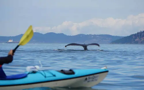 A kayaker paddling in the foreground with a whale's tail visible in the water ahead, surrounded by a scenic backdrop of mountains and clouds.