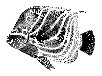Angelfsh | Sea Quest Kayak Tours A black and white dotted illustration of a fish with striped patterns and a distinct fin shape.