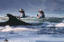 Two kayakers observe an orca whale surfacing nearby in the ocean