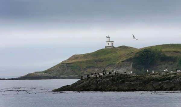A lighthouse stands on a grassy hill with birds perched on nearby rocks along the shoreline and a seagull flying overhead