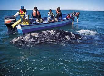 GrayWhalePanga | Sea Quest Kayak Tours A group of people in a small motorized boat watching gray whales in Magdalena Bay.