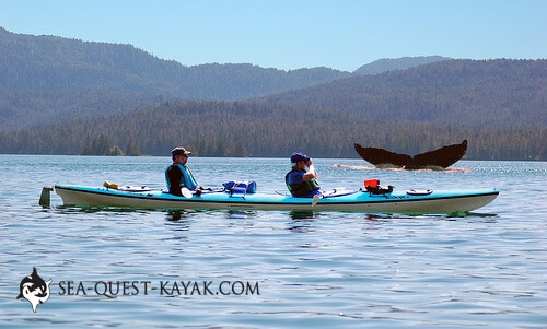 Two kayakers paddle on a calm lake with the tail of a whale visible in the distance partially submerged The scene is framed by a backdrop of forested hills and mountains