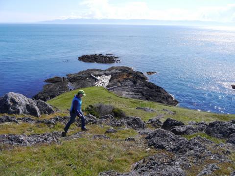 A person hikes along a grassy slope by the ocean with rocky outcrops and driftwood visible below