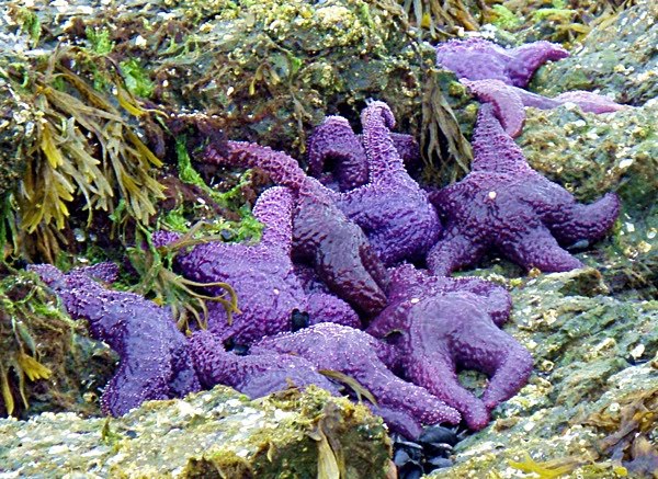 Star-Purple | Sea Quest Kayak Tours Group of purple star fish