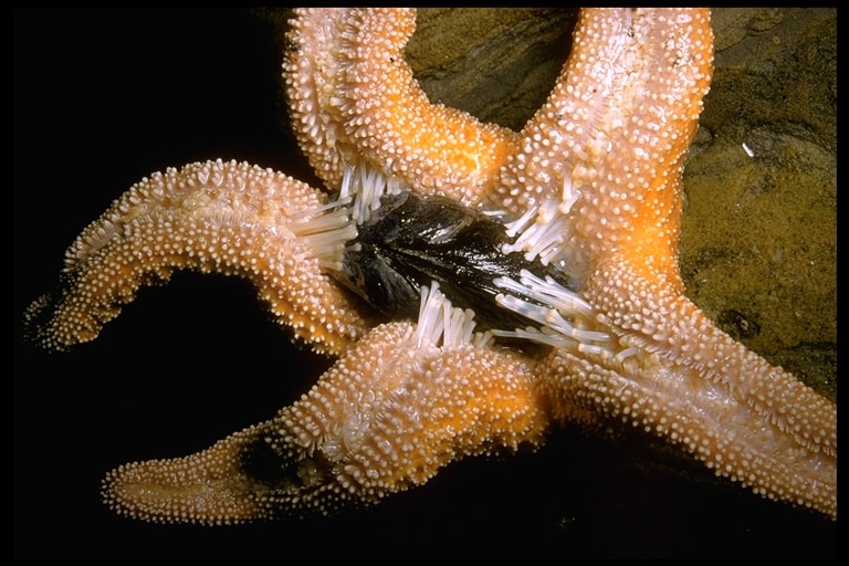 A starfish with its arms spread out showing detailed texture and anatomy against a dark background