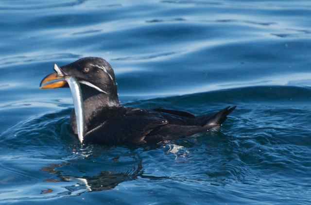 A puffin swimming in the ocean holding a fish in its beak