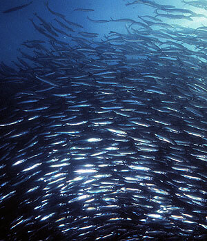Herring-School | Sea Quest Kayak Tours A large school of fish swimming together in the ocean, creating a shimmering, dense formation.