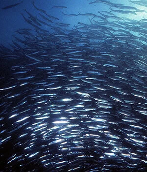 A large school of fish swimming together in the ocean creating a shimmering dense formation