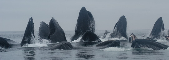 Hmpbck-Bubble-Lunge | Sea Quest Kayak Tours A group of humpback whales surfacing with their mouths open in the ocean, likely feeding.