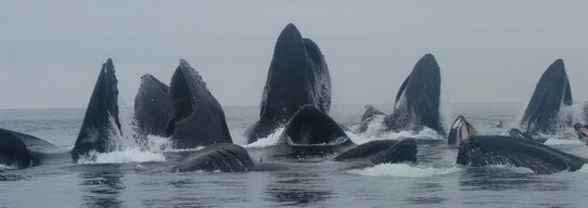 A group of humpback whales surfacing with their mouths open in the ocean likely feeding