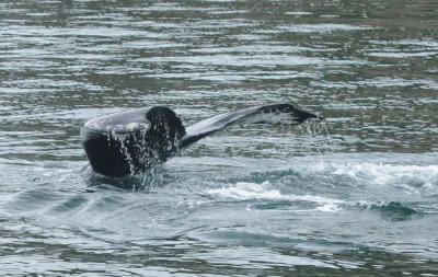 Hmpbck-Fluke-Maya | Sea Quest Kayak Tours A humpback whale's tail emerging from the water as it dives.