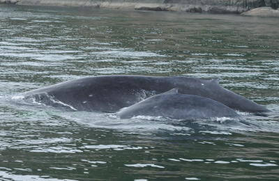 Hmpbck-Mother-Calf-Maya | Sea Quest Kayak Tours A humpback whale surfacing in the water near the shore.