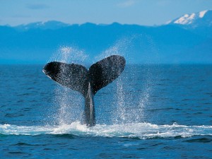 Hmpbck-Whle-Flkes | Sea Quest Kayak Tours