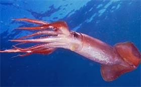 Humboldt-Squid | Sea Quest Kayak Tours