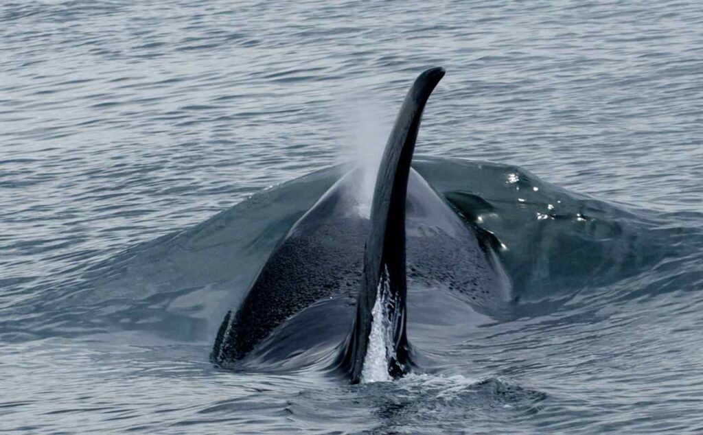 Maya-Orca-Rising | Sea Quest Kayak Tours