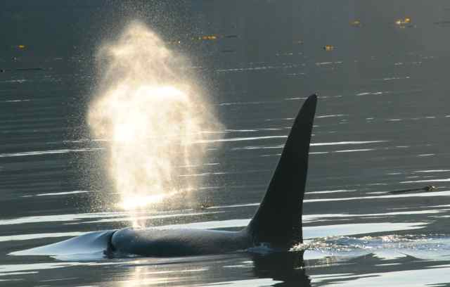 Maya-misty-blow | Sea Quest Kayak Tours An orca in the ocean with its dorsal fin visible expelling a spout of water and mist from its blowhole
