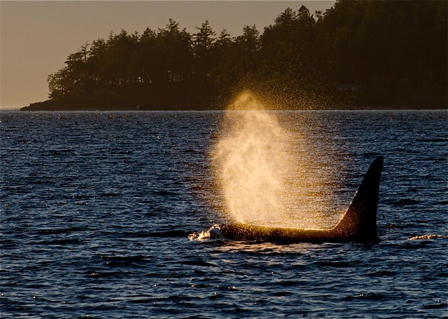 Orca-Blow-Backlight | Sea Quest Kayak Tours An orca spouting water, with its dorsal fin visible above the surface, set against a backdrop of trees and a setting sun.
