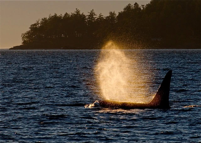 An orca spouting water with its dorsal fin visible above the surface set against a backdrop of trees and a setting sun