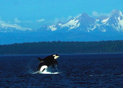 Orca-Breach-Mts-Maya | Sea Quest Kayak Tours