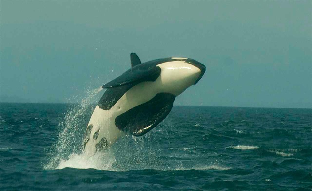 Orca-Bull-Breach | Sea Quest Kayak Tours