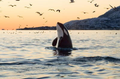 Spyhop-Sunset-Gulls | Sea Quest Kayak Tours Spyhop Sunset Gulls