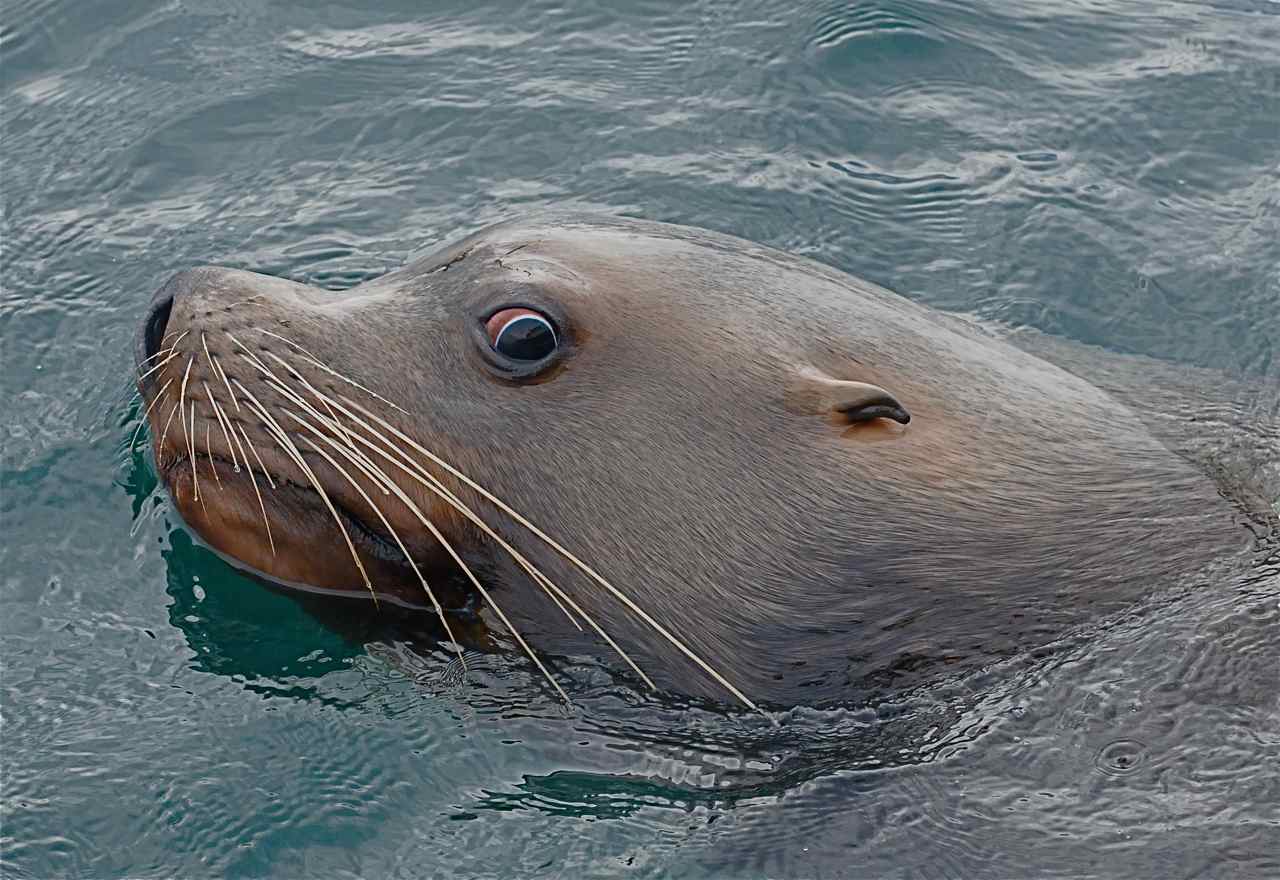A close up of a sea lions head and upper body swimming in the water