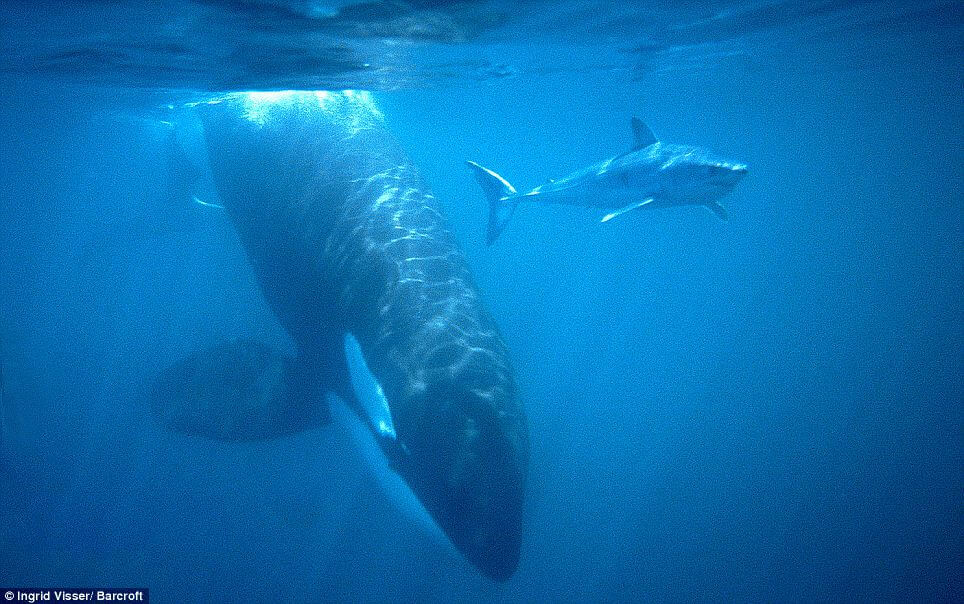 article-0-0760DF88000005DC-354_964x604 | Sea Quest Kayak Tours An orca and a shark swimming underwater