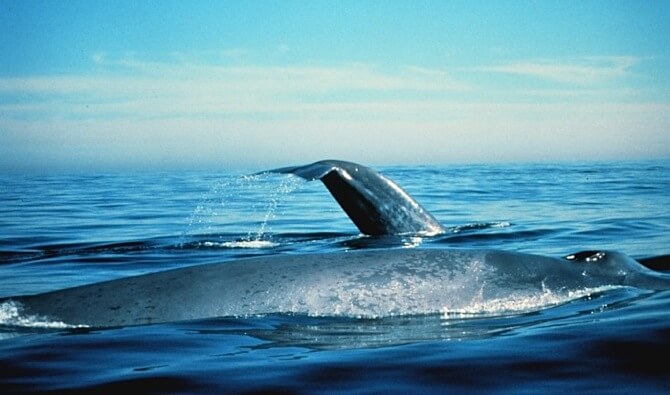 sanc0112 | Sea Quest Kayak Tours sanc0112