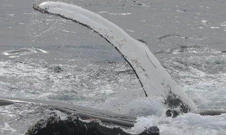 whale-saves-seal-001 | Sea Quest Kayak Tours