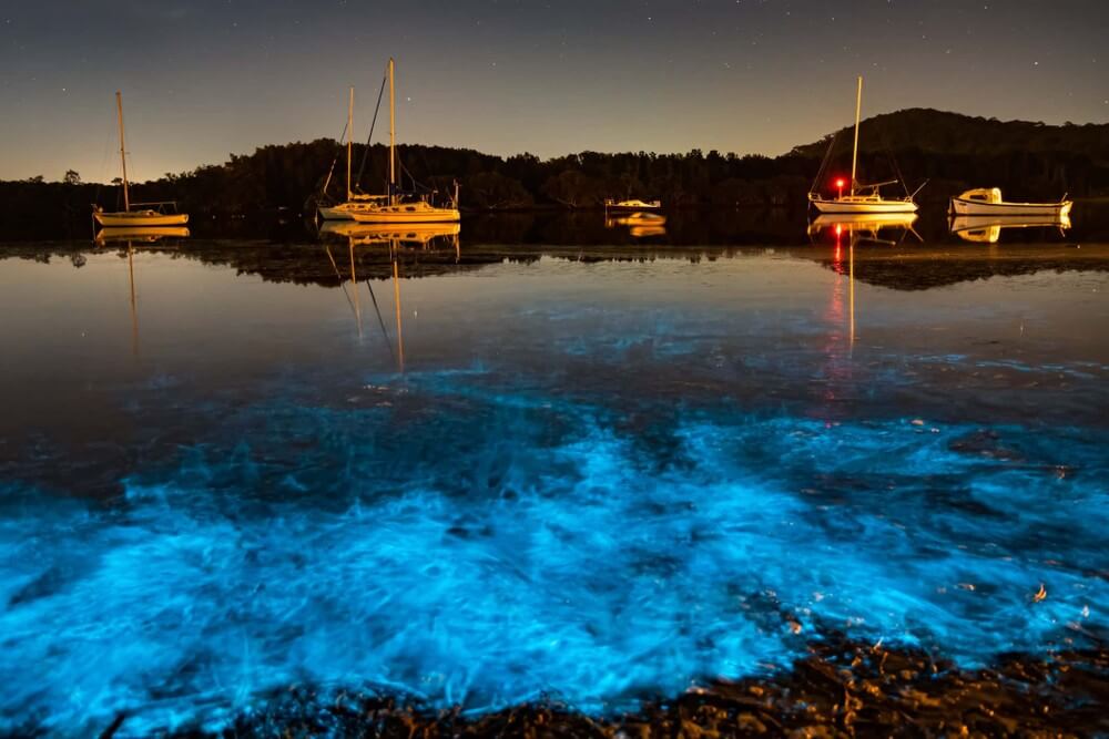 Bioluminescence Kayaking San Juan Islands