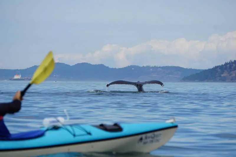 A kayaker with San Juan Island Kayak Expeditions paddles near a whale’s tail emerging from the water, with distant mountains and clouds in the background.