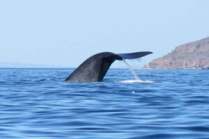  A whale's tail emerging from the water with a rocky coastline in the background.