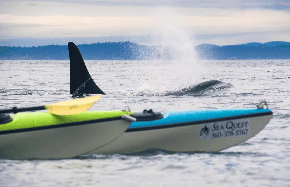 Kayak Washington State - Kayaking Tours to See Orca Whales