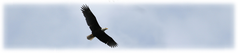 A bald eagle soaring in the sky with its wings spread.