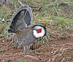 A sooty grouse displaying its plumage on the ground in a grassy area.