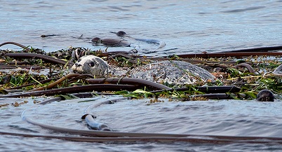Sea otters resting and wrapped in kelp on the surface of the water.