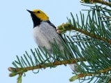 A small bird perched on a pine branch.