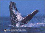 Humpback Whale Breaching - Kayak Trips in Alaska: Tebenkof Wilderness Kayaking Adventures
