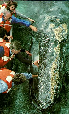 Petting Friendly Whales on Gray Whale Watching Tours in Magdalena Bay, Baja, Mexico