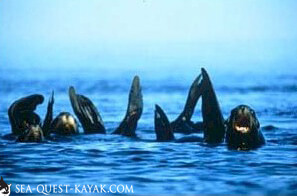Los Islotes Sea Lion Haulout on the Espiritu Santo Kayaking Tours - La Paz Kayaking Mexico