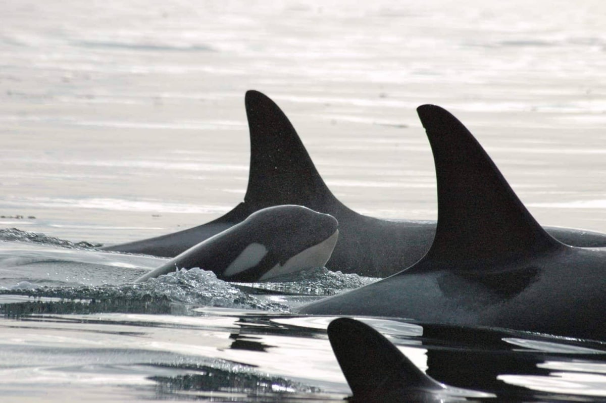 Several orcas swim close together near the water's surface, including a calf positioned between two adults, with dorsal fins visible—a breathtaking scene often witnessed on a Kayak Whale Watching adventure.