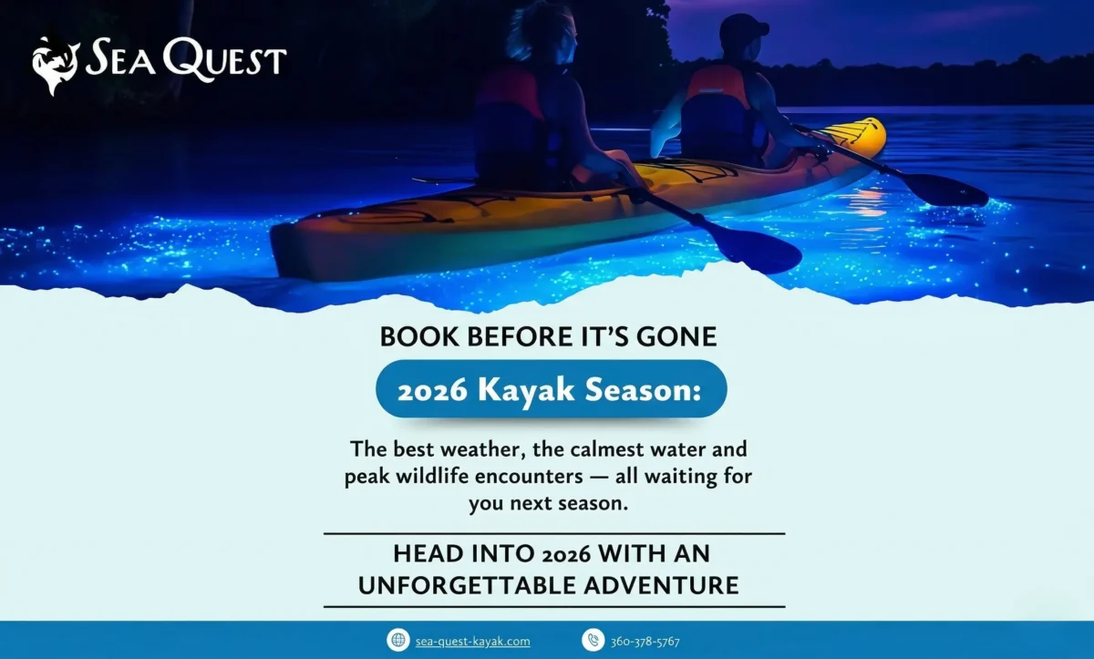 What to Expect When Renting a Kayak in the San Juan Islands 4 Kayakers on glowing water at night