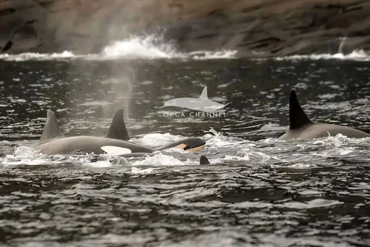 Orcas swimming in calm waters.