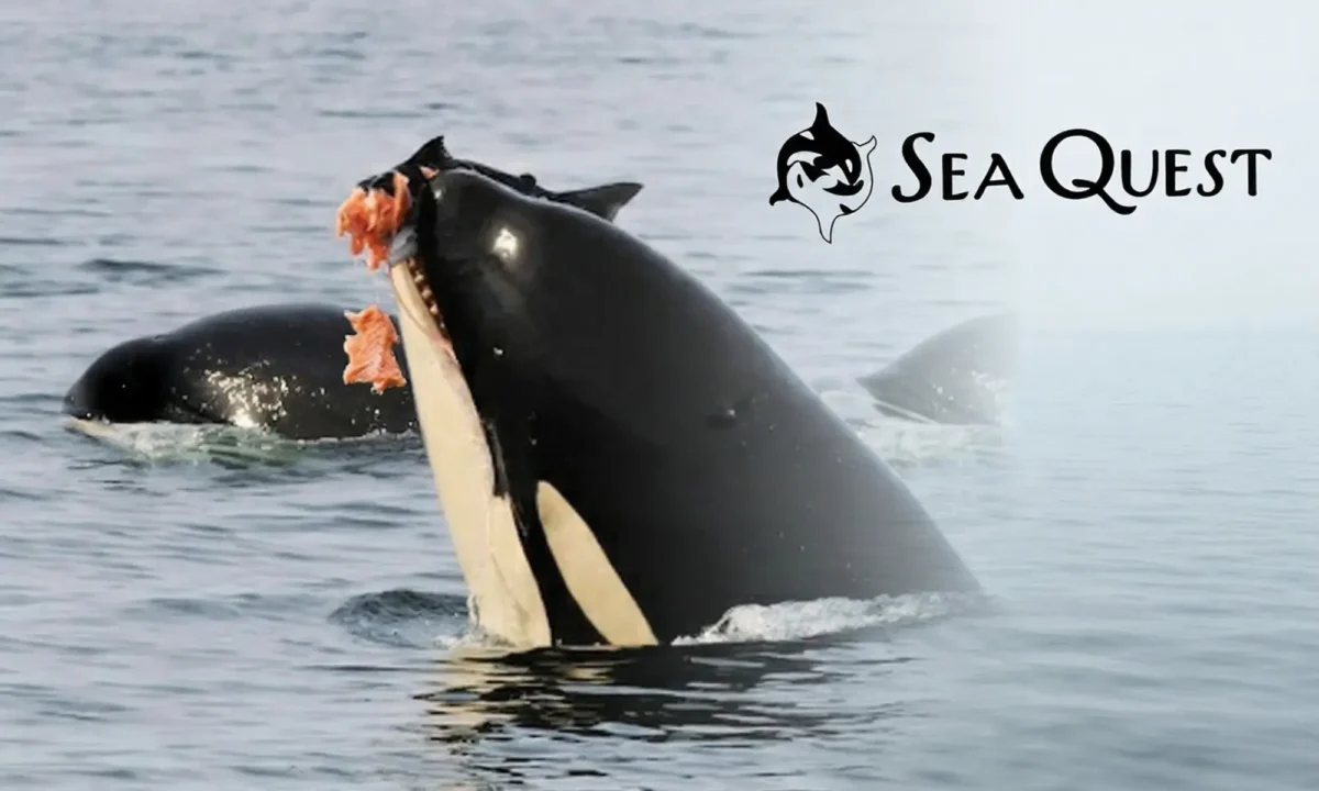 Orca breaching with salmon in mouth.