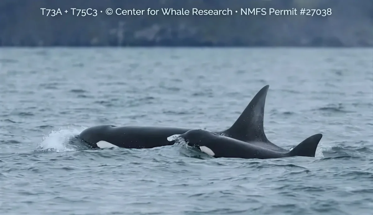 Two orcas swimming in the ocean
